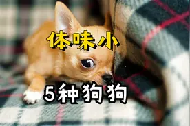 这5种狗狗的体味很小，基本可以忽略，值得入手