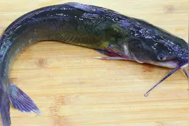 川菜师傅教你钳鱼做法，鱼肉细嫩爽滑无腥味，比烤鱼都还要好吃