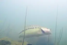 鱼儿在水里到底是怎么上钩的？男子用摄影机在水中拍下整个过程