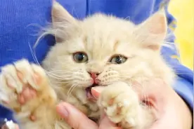 暴躁小奶猫第一次剪指甲，全程骂骂咧咧，回过神发现指甲被剪完了视频封面