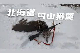 【无脑转发】北海道雪山猎鹿纪实*日本合法狩猎视频封面