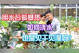 盆土用水苔做基质，如何把控浇水？也是见干见湿吗？