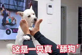 给大家看看啥叫‘舔狗’ 这才是真舔狗 你们喜欢这样的狗吗