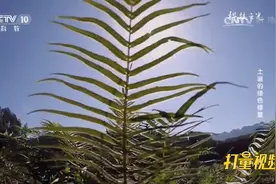 蜈蚣草“防身”有术？吸附大量有毒物质砷，还安然无恙|科技之光视频封面