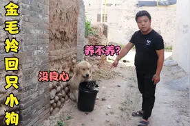 金毛领回一只流浪狗，小虎怕它有传染病让送走，金毛直骂他没良心视频封面