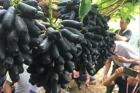 葡萄、苹果用新型调节剂诱抗素喷一遍，4天全部着色，7天即可成熟视频封面