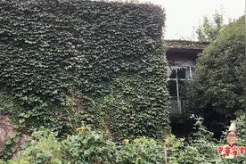 农村随处可见的藤蔓，爬上树木缠上电线，又好看又危险视频封面