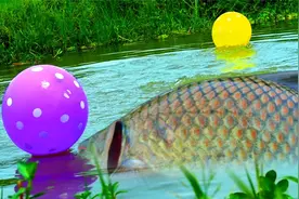 荒野捕鱼:男子用气球制作捕鱼陷阱，没想到收获这么多！视频封面