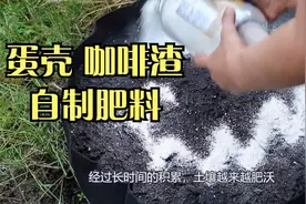 自制肥料避坑指南，针对蛋壳儿和咖啡渣，总结7点建议视频封面