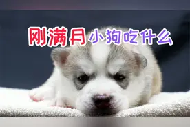刚满月小狗吃什么