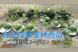 自己在家种西瓜，新手一看就会，为什么一棵藤上只留一个瓜视频封面