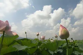 实拍荷塘月色荷叶荷花(6m52s)超清LED大屏背景墙墙-全十古云2175视频封面