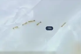 家中莫名出现小蚂蚁，还越来越多，蚂蚁到底哪儿来的？