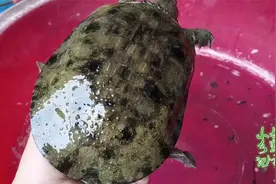 一大早开车几十里路，才收到6只野生甲鱼，难怪甲鱼越来越贵视频封面