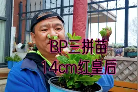 评测BP家14cm红皇后（三拼绣球苗），你能接受拼苗组盆吗？视频封面