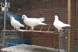 市场购买一对点子观赏鸽鸽棚里面要爆棚，鸽子到家就能家飞