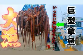 日本捕捞八爪鱼，用木箱抓几十斤的巨型章鱼，触角跟胳膊一样粗