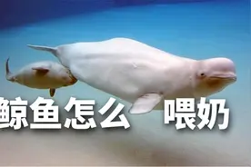 鲸鱼是哺乳动物，它们怎么喂奶？