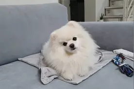 干饭狗差点把一个月份的零食吃光了…