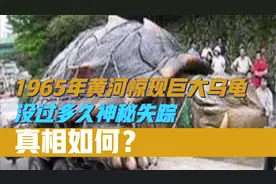 1965年黄河惊现巨大乌龟，没过多久神秘失踪，真相如何？