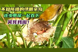 笑死！绣眼幼鸟刚吞下虫子就拉泡屎，害得鸟妈连虫带屎一齐吞下