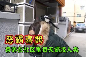 喜鹊混迹于人类社会，欺凌霸势，见人就攻击视频封面