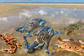 阿聪去赶海，发现5种彩色螃蟹聚集一堂，太漂亮了你认识几种视频封面