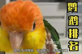 最受鸟友喜欢的10种，中小型鹦鹉，看看你家鹦鹉上榜了吗？