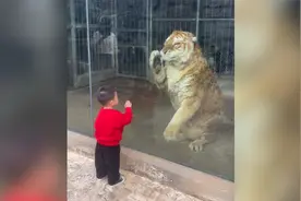 小男孩和老虎隔玻璃“打拳”，网友：把老虎弄疯只需一个人类幼崽视频封面
