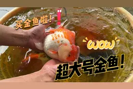 找了好久才找到，尺寸超过20厘米的大泰狮金鱼，4位数拿下6条~