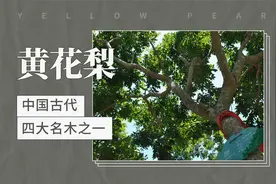 黄花梨——中国古代四大名木之一视频封面