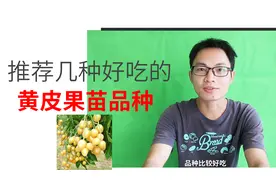 推荐几种好吃的黄皮果苗品种，喜欢吃黄皮的朋友可以试种看看哦
