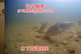 野钓时铅坠触底好钓鱼吗？本期水下测试告诉你答案视频封面