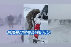 极端暴风雪突袭呼伦贝尔：风声呼啸积雪过膝，牛羊牧群混天一色