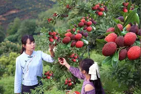 又到一年杨梅满树垂，酸酸甜甜真美味视频封面