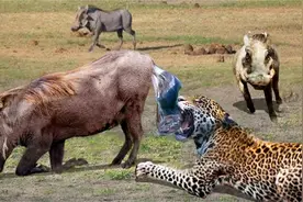 野生世界的动物大战，一个比一个强，胜者为王败者为寇！！视频封面