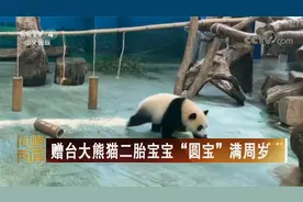 赠台大熊猫二胎宝宝“圆宝”满周岁