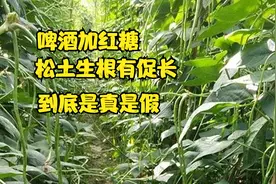 啤酒加红糖，松土生根又促长，真的假的？今天终于弄明白了