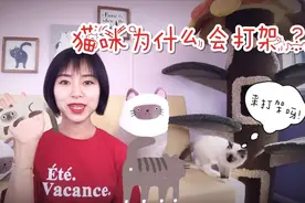 猫咪为什么会打架？玩还是打架傻傻分不清？视频封面