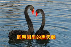 黑天鹅痛失母子绝食，工作人员送母鹅配对，公鹅瞬间兴奋视频封面