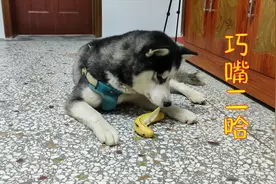 现实版蕉太狼，这可能是全网最会吃香蕉的二哈了！