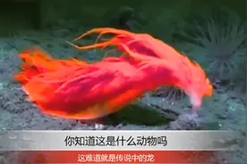 这就是传说中的龙吗视频封面