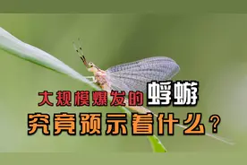 湖南漫天盖地的蜉蝣是从哪里来的？蜉蝣是寿命最短的昆虫吗？
