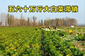 五六十万斤大白菜滞销菜农真的是太难了助农的一天希望能帮上些忙视频封面