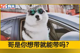 带宠物坐车被罚，司机都蒙圈了，老司机告诉你到底应该坐哪