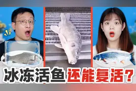 活鱼冰冻后还能复活？挑战放冰箱里冷藏，为啥活过来却不一样呢？视频封面