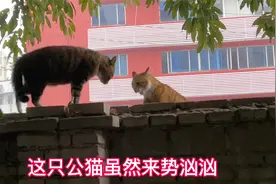 两只公猫在墙上对峙，嚎叫半天准备打架，下一秒却让我想笑视频封面