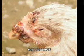 鸡冠上长鸡痘是什么原因 鸡冠上有白色疙瘩是什么病