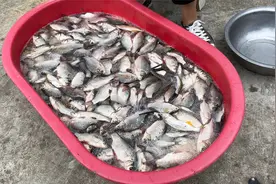 乡村小伙买了60斤野生鲫鱼晒咸鱼干，老妈说今天鱼大，里外要腌透