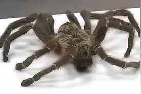 有毒物种！江苏海关截获活体巨型捕鸟蛛 足展达11厘米视频封面